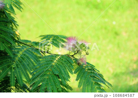 ネムノキの花 満開 ネムノキの花 満開 108684587