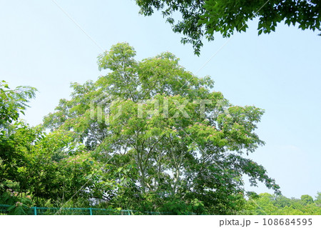爽やか夏の公園 ネムノキの花 満開 爽やか夏の公園 ネムノキの花 満開 108684595