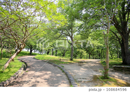 爽やか夏の公園 アベマキの林 爽やか夏の公園 アベマキの林 108684596