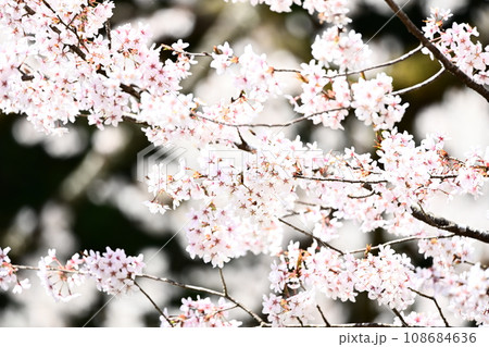 春の日差しに映える桜 春の日差しに映える桜 108684636