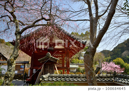 観心寺(山門・枝垂れ梅) 【大阪府河内長野市】 観心寺(山門・枝垂れ梅) 【大阪府河内長野市】 108684645