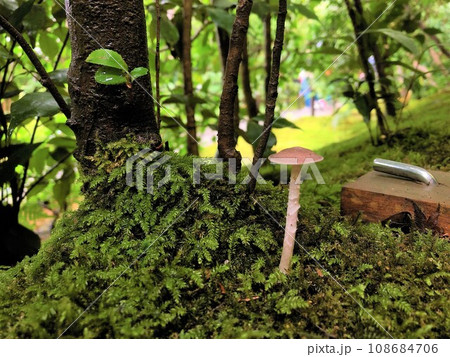 【日本】雨で濡れた苔とキノコのクローズアップ(祇王寺 京都) 【日本】雨で濡れた苔とキノコのクローズアップ(祇王寺 京都) 108684706