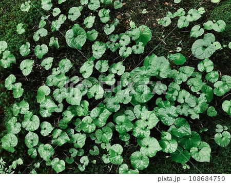 【日本】祇王寺の庭に生えたフタバアオイ（京都） 108684750
