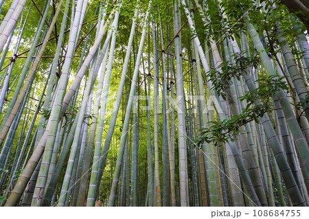 【日本】報国寺の竹の庭の竹林(鎌倉) 【日本】報国寺の竹の庭の竹林(鎌倉) 108684755