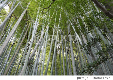 【日本】報国寺の竹の庭の竹林(鎌倉) 【日本】報国寺の竹の庭の竹林(鎌倉) 108684757
