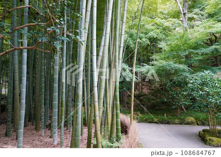 【日本】報国寺の竹の庭の小道（鎌倉） 108684767
