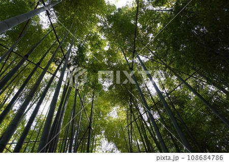 【日本】報国寺の竹の庭の竹林(鎌倉) 【日本】報国寺の竹の庭の竹林(鎌倉) 108684786