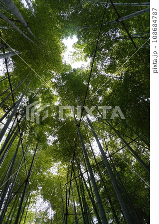 【日本】報国寺の竹の庭の竹林(鎌倉) 【日本】報国寺の竹の庭の竹林(鎌倉) 108684787