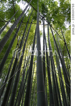 【日本】報国寺の竹の庭の竹林(鎌倉) 【日本】報国寺の竹の庭の竹林(鎌倉) 108684788