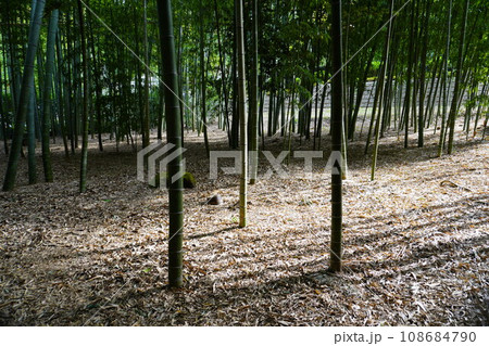 【日本】報国寺の竹の庭の竹林(鎌倉) 【日本】報国寺の竹の庭の竹林(鎌倉) 108684790