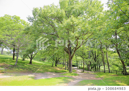 爽やか夏の公園　アベマキの林 108684983