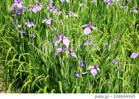 ハナショウブの花　紬娘 108684995