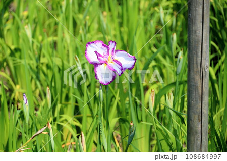 ハナショウブの花　東鹿子 108684997