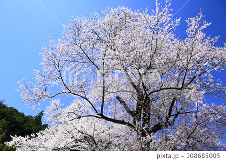 青空に映える満開の桜 青空に映える満開の桜 108685005