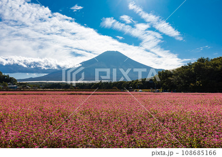 (山梨県)秋のタカネルビー畑と富士山の風景2 (山梨県)秋のタカネルビー畑と富士山の風景2 108685166