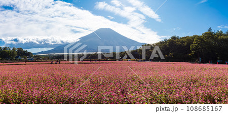 (山梨県)秋のタカネルビー畑と富士山のパノラマ風景 (山梨県)秋のタカネルビー畑と富士山のパノラマ風景 108685167