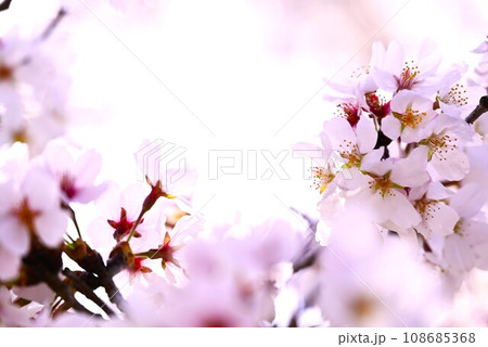 満開の桜の花のフレーム 108685368
