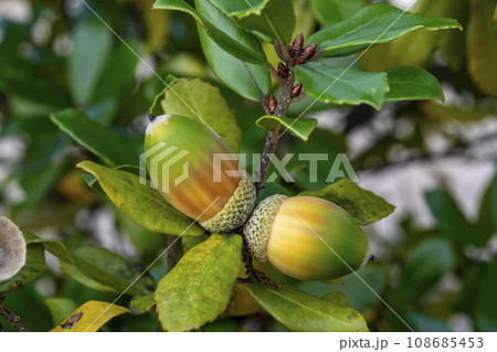 ウバメガシの木になっているドングリ 108685453