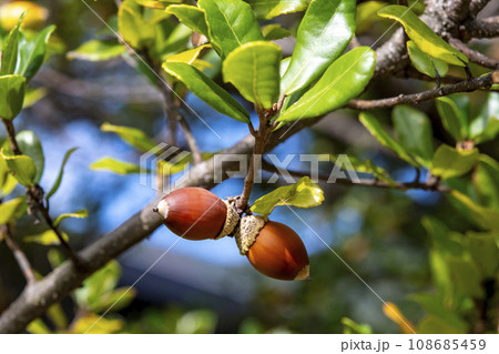 ウバメガシの木になっているドングリ 108685459
