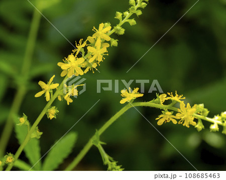 キンミズヒキの黄色い花 108685463