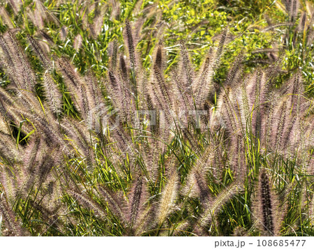 群生しているチカラシバ 群生しているチカラシバ 108685477