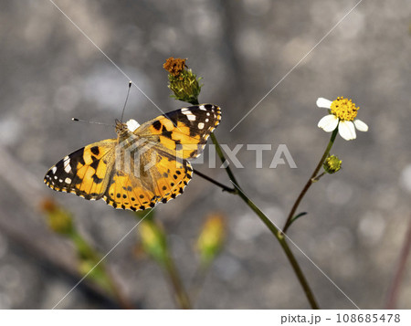 シロバナセンダングサで吸蜜しているヒメアカタテハ 108685478
