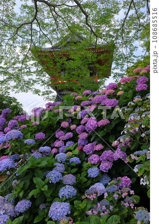 埼玉県熊谷市永井太田　妻沼のあじさい寺といわれる能満山能護寺の境内の紫陽花やガクアジサイと鐘楼 108685516
