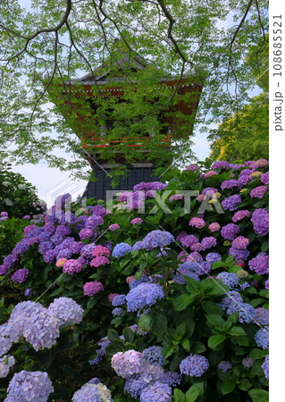 埼玉県熊谷市永井太田 妻沼のあじさい寺といわれる能満山能護寺の境内の紫陽花やガクアジサイと鐘楼 埼玉県熊谷市永井太田 妻沼のあじさい寺といわれる能満山能護寺の境内の紫陽花やガクアジサイと鐘楼 108685521