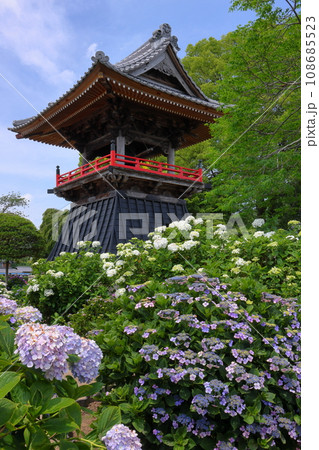 埼玉県熊谷市永井太田 妻沼のあじさい寺といわれる能満山能護寺の境内の紫陽花やガクアジサイと鐘楼 埼玉県熊谷市永井太田 妻沼のあじさい寺といわれる能満山能護寺の境内の紫陽花やガクアジサイと鐘楼 108685523