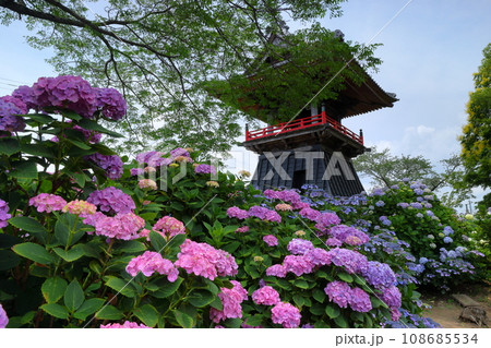 埼玉県熊谷市永井太田 妻沼のあじさい寺といわれる能満山能護寺の境内の紫陽花やガクアジサイと鐘楼 埼玉県熊谷市永井太田 妻沼のあじさい寺といわれる能満山能護寺の境内の紫陽花やガクアジサイと鐘楼 108685534