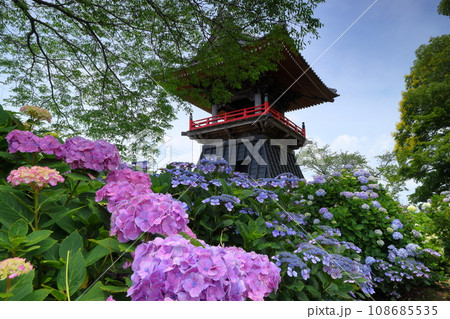 埼玉県熊谷市永井太田　妻沼のあじさい寺といわれる能満山能護寺の境内の紫陽花やガクアジサイと鐘楼 108685535