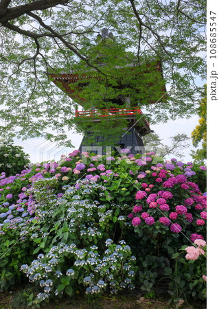埼玉県熊谷市永井太田 妻沼のあじさい寺といわれる能満山能護寺の境内の紫陽花やガクアジサイと鐘楼 埼玉県熊谷市永井太田 妻沼のあじさい寺といわれる能満山能護寺の境内の紫陽花やガクアジサイと鐘楼 108685547