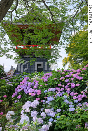 埼玉県熊谷市永井太田 妻沼のあじさい寺といわれる能満山能護寺の境内の紫陽花やガクアジサイと鐘楼 埼玉県熊谷市永井太田 妻沼のあじさい寺といわれる能満山能護寺の境内の紫陽花やガクアジサイと鐘楼 108685549
