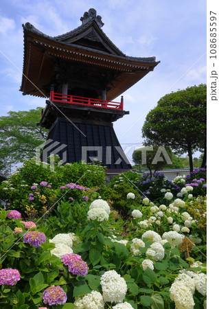 埼玉県熊谷市永井太田　妻沼のあじさい寺といわれる能満山能護寺の境内の紫陽花やアナベルと鐘楼 108685597