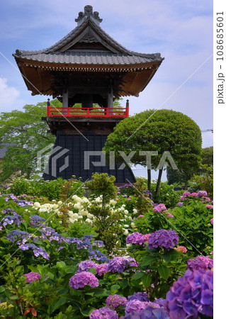 埼玉県熊谷市永井太田　妻沼のあじさい寺といわれる能満山能護寺の境内の紫陽花やアナベルと鐘楼 108685601