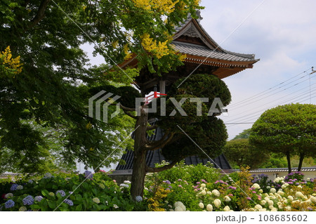 埼玉県熊谷市永井太田　妻沼のあじさい寺といわれる能満山能護寺の境内の紫陽花やアナベルと鐘楼 108685602