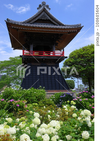 埼玉県熊谷市永井太田　妻沼のあじさい寺といわれる能満山能護寺の境内の紫陽花やアナベルと鐘楼 108685604