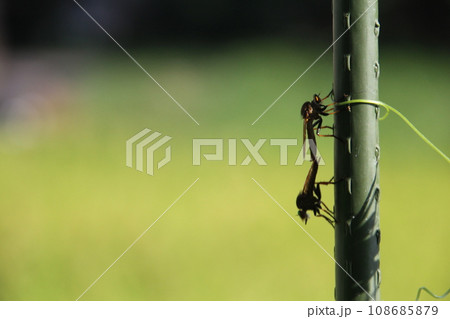 アオメアブ 108685879