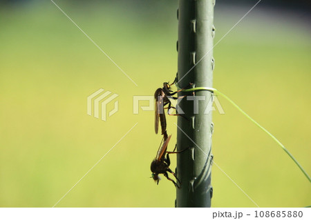 アオメアブ 108685880