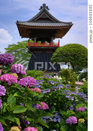 埼玉県熊谷市永井太田　妻沼のあじさい寺といわれる能満山能護寺の境内の紫陽花やガクアジサイと鐘楼 108685885