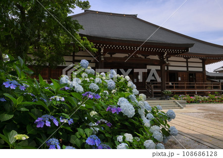 埼玉県熊谷市永井太田 妻沼のあじさい寺といわれる能満山能護寺の境内の紫陽花と本堂 埼玉県熊谷市永井太田 妻沼のあじさい寺といわれる能満山能護寺の境内の紫陽花と本堂 108686128