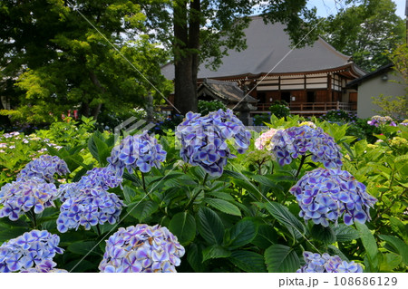 埼玉県熊谷市永井太田　妻沼のあじさい寺といわれる能満山能護寺の境内の紫陽花と本堂 108686129