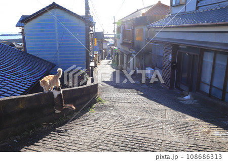 外川の漁村で暮らす猫 108686313
