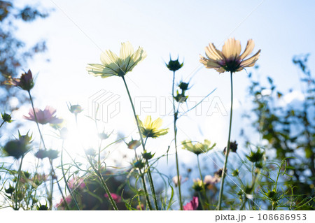 コスモス コスモス 108686953