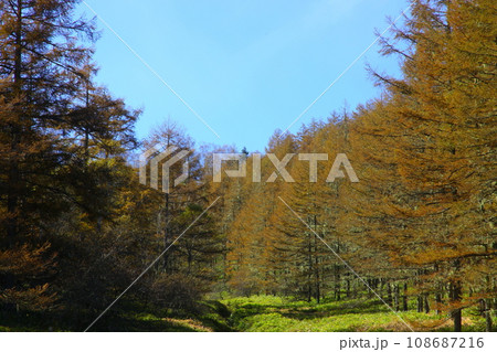 秋の甘利山でからまつの黄葉を撮る 秋の甘利山でからまつの黄葉を撮る 108687216