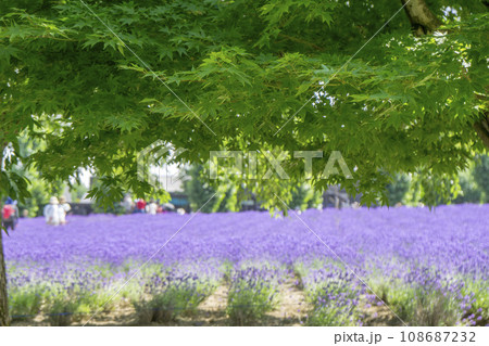 新緑の樹木の奥に咲くラベンダー 新緑の樹木の奥に咲くラベンダー 108687232