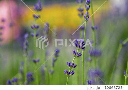 小さく可愛らしいラベンダーのつぼみ 108687234