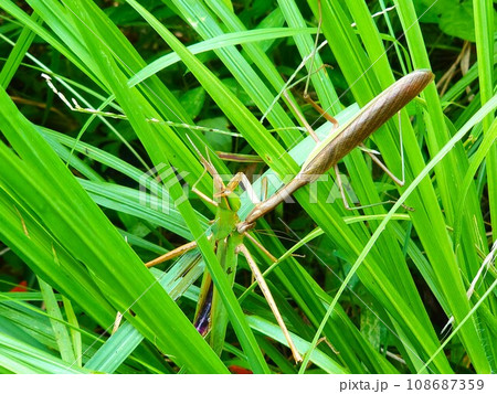 バッタを捕らえたカマキリ バッタを捕らえたカマキリ 108687359