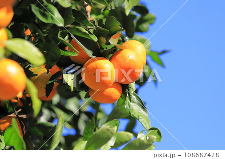 収穫期を迎えたみかん  108687428