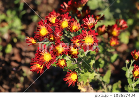 秋の庭に咲く赤いスプレーギクの花 秋の庭に咲く赤いスプレーギクの花 108687434